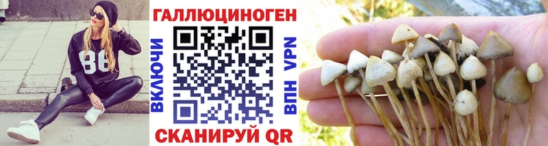 Псилоцибиновые грибы Psilocybe  Заозёрный 